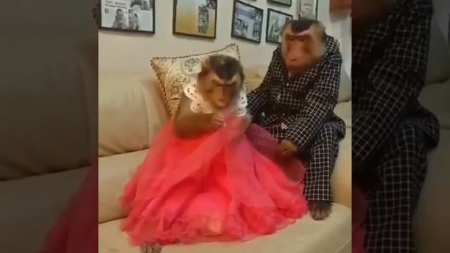 Прикол обезьяна муж и жена смотреть онлайн