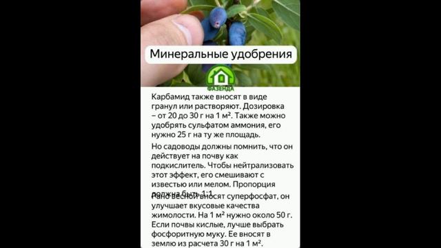 Чем и как подкормить жимолость весной для получения хорошего урожая смотреть онлайн