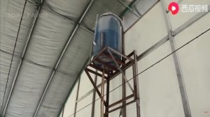 Как разводят МИЛЛИОНЫ ГОЛУБЕЙ на мясо - переработка мяса на фабрике | Noal Farm | Озвучивание