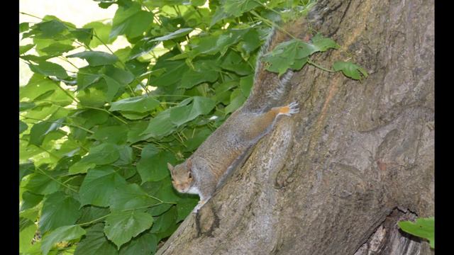vasaras melodija смотреть онлайн
