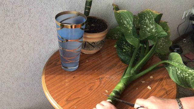 276. Диффенбахия. Способы размножения. смотреть онлайн