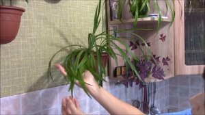 Мои цветы и супер подкормка для всех комнатных растений.