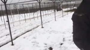 Натяжка проволоки на подвязку в теплице