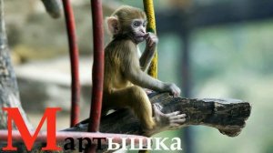 АЗБУКА животных для детей. Алфавит для самых маленьких. Учимся читать буквы с алфавитом животных.