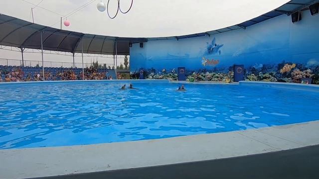 Дельфинарий GoPro 7. Азовское море. Танец дельфинов. смотреть онлайн