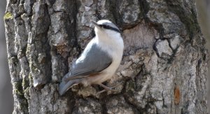 Поползень обустраивает дупло ( Sitta europaea )