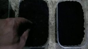 Какой торф выбрать? Выращивание червя ДЕНДРОБЕНА.