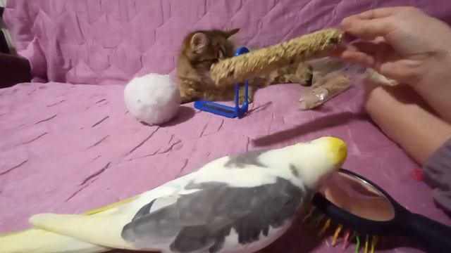 Луна и Риччи.Распаковка подарков от Святого Николая🎄 смотреть онлайн