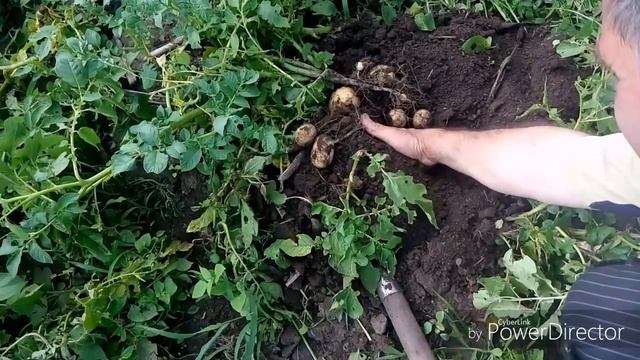 Каким быть междурядью при посадке картофеля. Часть I смотреть онлайн