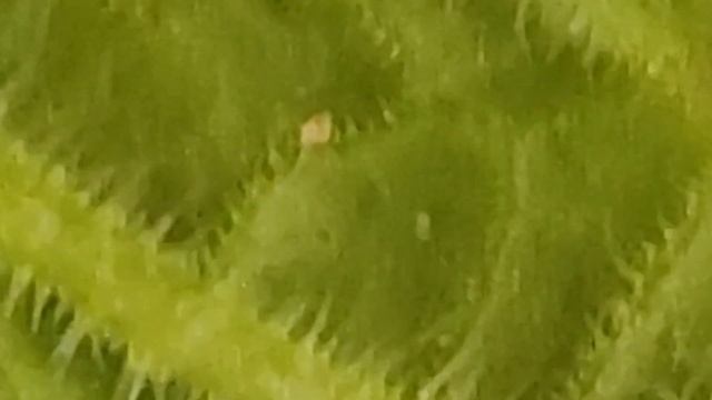 Клещ на арбузе и дыне. смотреть онлайн