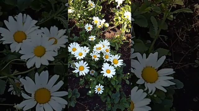 Цветы любви смотреть онлайн