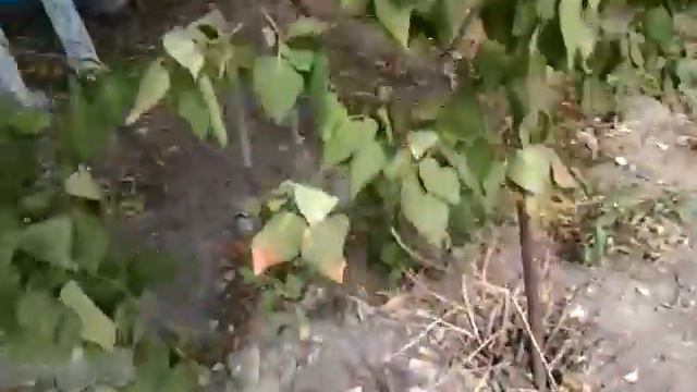 Lps: мы на даче смотреть онлайн