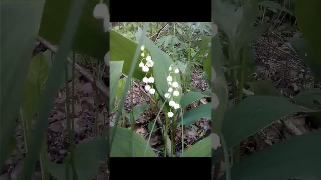 ПОЛЕВЫЕ ЦВЕТЫ!!! смотреть онлайн