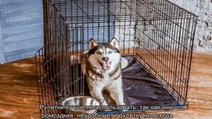 Хаски в квартире: можно ли держать, уход и содержание