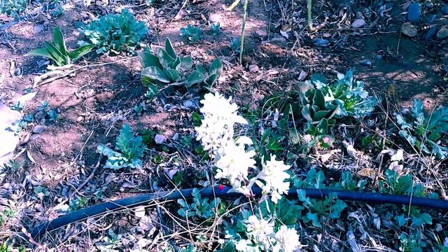 Corazon Garden Tour смотреть онлайн