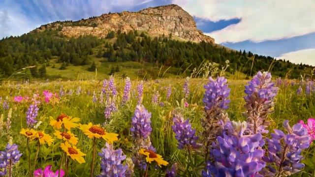 Mountains flowers! ... (Gomer Edwin Evans) смотреть онлайн