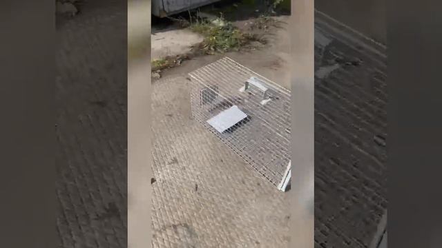 Кошколовка для ловли неручных кошек. Петербург смотреть онлайн