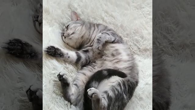 МИЛОТА!!! Земной кошачий рай есть...☘️😻 смотреть онлайн