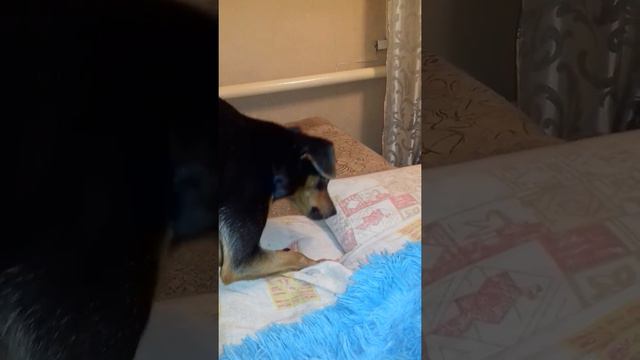 Мандарины смотреть онлайн