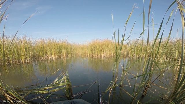 Рыбалка в октябре на озере.Удача! Клюнула на небольшой виброхвост щука! смотреть онлайн