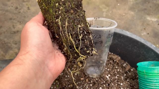 Итоги укоренения. Мальпигия. Работа в питомнике. смотреть онлайн