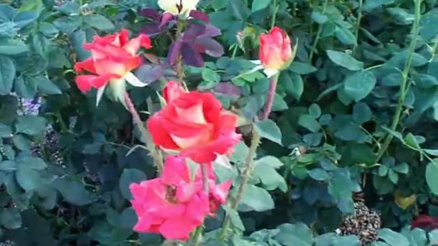 Rose Estelle смотреть онлайн