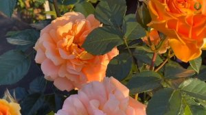 Немецкая красавица.Роза Гольдэльзе (Goldelse). Питомник растений Е. Иващенко