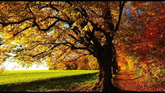 Natural Sounds - birds singing in forest - Morning birdsong смотреть онлайн