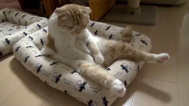 Симпатичный сонный котик:)) смотреть онлайн