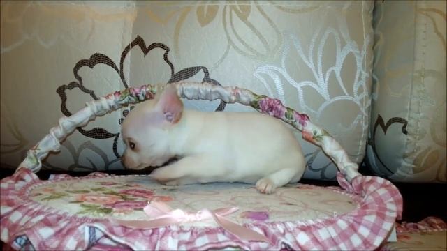 нежное облако девочка чихуахуа белая смотреть онлайн
