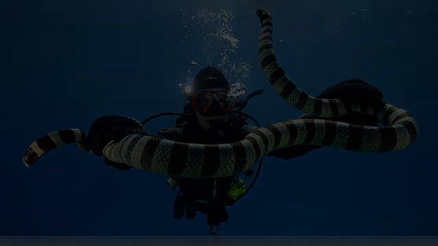 10 самых опасных морских животных смотреть онлайн