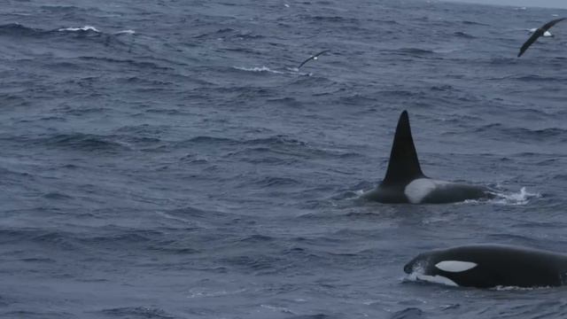 Whales of the deep смотреть онлайн
