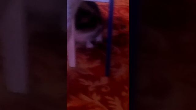 Играем с котенком 3 часть. смотреть онлайн