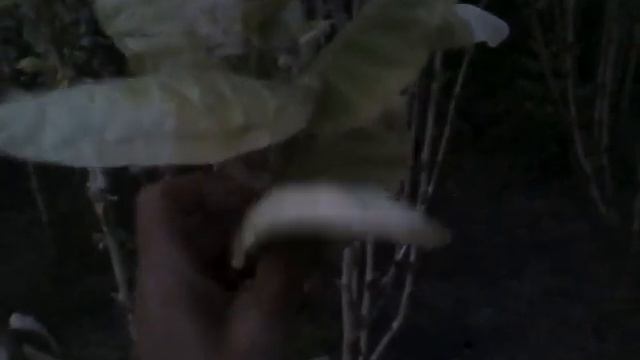 Сушка кустами, нюансы