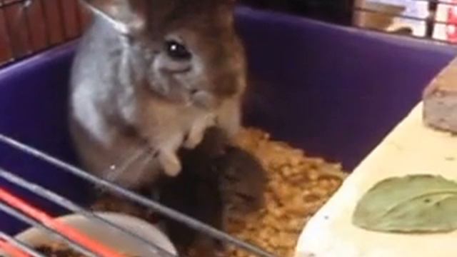 Шушики, сутки после рождения смотреть онлайн