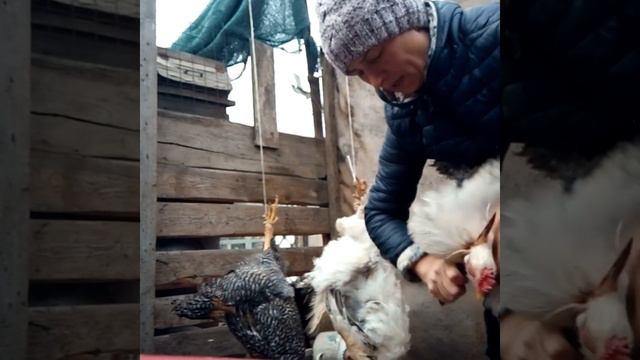 #петухНаМясо 18+ как режу птицу Я! Woman Kill Chicken