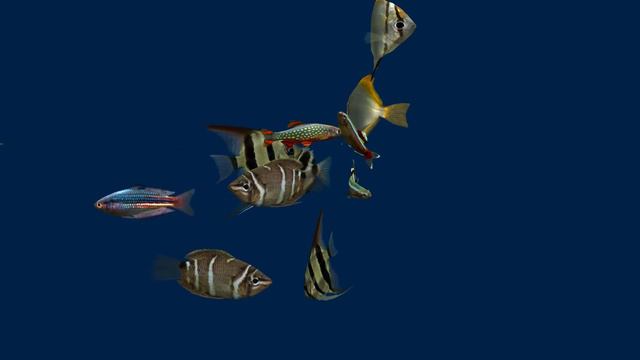 Dream Aquarium Blue Background