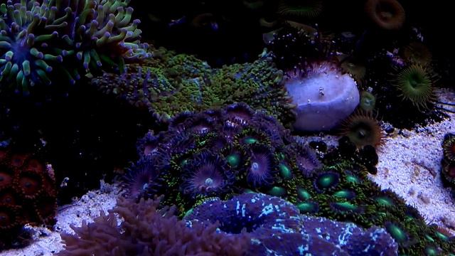 Soft Reef 450+100 L (13/12/2015) смотреть онлайн