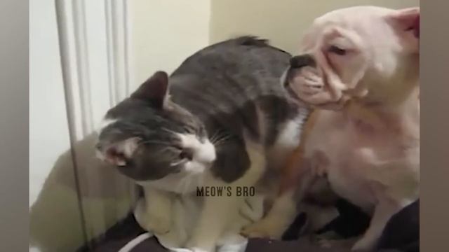 1 HOUR With THESE Clumsy CATS ? Funniest Cats & Dogs Videos??