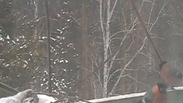 Снегири у кормушки смотреть онлайн
