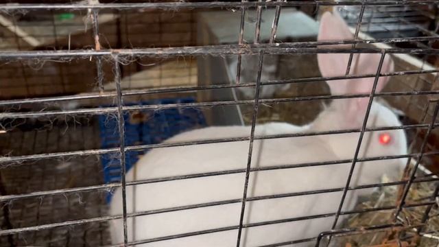 Brand Newborn Rabbit Kits and Checking the Nest смотреть онлайн