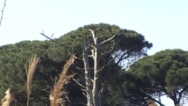 valse roumaine - gheorghe zamfir смотреть онлайн