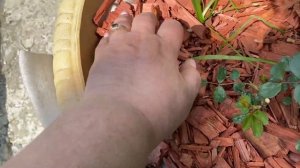 Розы в кашпо! Секреты выращивания роз в кашпо! Какой объём, диаметр, высота кашпо, нужны для роз!