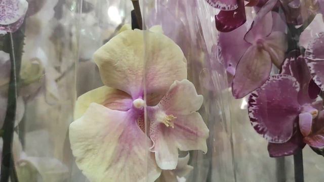 №765/ СВЕЖАЯ поставка РОСКОШНЫХ орхидей в ЛЕРУА МЕРЛЕН смотреть онлайн