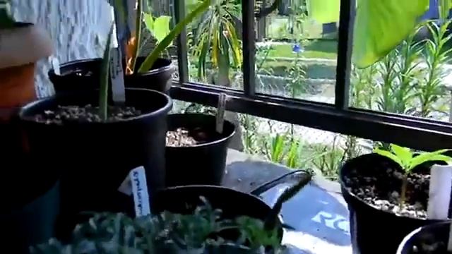 Amorphophallus Ongsakulii смотреть онлайн
