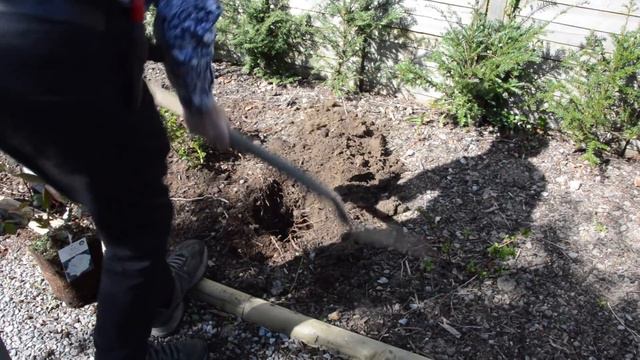 The Right Way to Plant a Rose смотреть онлайн