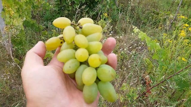 Виноград Мускат Голодриги - характеризуется полевой устойчивостью к милдью, серой гнили, оидиуму! смотреть онлайн