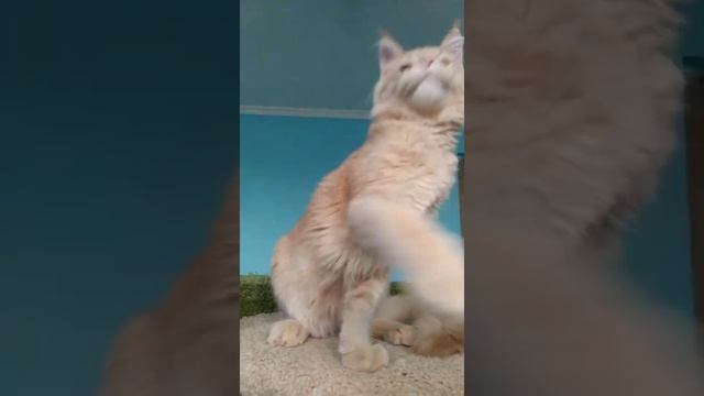 Котенок Мейн Кун, мальчик кремовый тикированный. смотреть онлайн