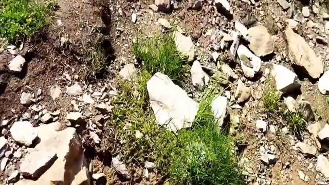 Гора Мусса-Ачитара находится в республике Карачаево-Черкесия, в Домбае, на высоте 3012 метров. смотреть онлайн