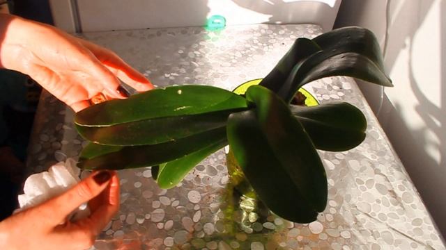 ОРХИДЕИ. Ошибки в выращивании. Нужно ли обрезать цветонос. смотреть онлайн